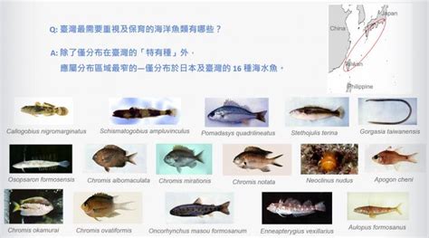 魚類有哪些|臺灣魚類資料庫